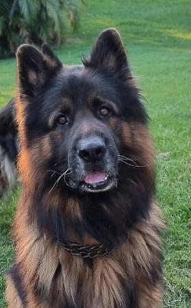 German Shepherd Dog (Long Stock Coat) for sale by MONSUMBRA