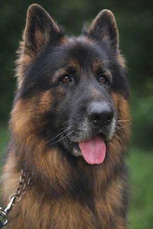 German Shepherd Dog (Long Stock Coat) for sale by MONSUMBRA