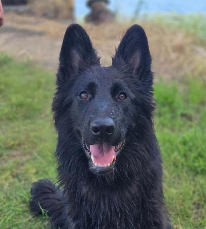 German Shepherd Dog (Long Stock Coat) for sale by MONSUMBRA