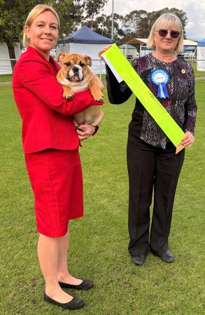 Courtamar Edge Of Glory British Bulldog