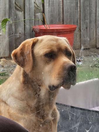 Labrador Retriever for sale by HAPPILAB