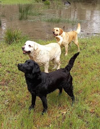 Labrador Retriever for sale by HAPPILAB