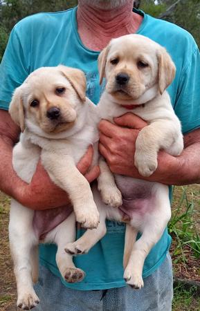 Labrador Retriever for sale by HAPPILAB