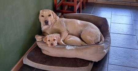 Labrador Retriever for sale by HAPPILAB