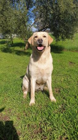 Labrador Retriever for sale by HAPPILAB