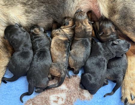 German Shepherd Dog puppy for sale by RIVERLEA