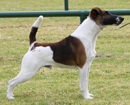 Fox Terrier (Smooth) puppy for sale by RIVERLEA