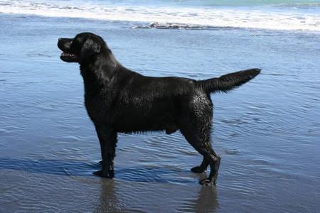Labrador Retriever puppy for sale by RIVERLEA