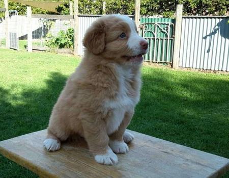 Nova Scotia Duck Tolling Retriever for sale by MARITYME