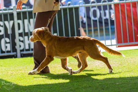 Nova Scotia Duck Tolling Retriever for sale by MARITYME