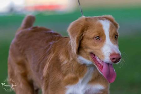Nova Scotia Duck Tolling Retriever for sale by MARITYME