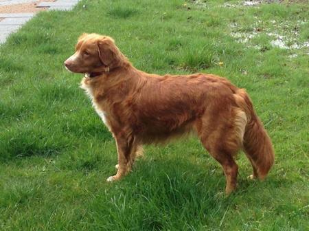 Nova Scotia Duck Tolling Retriever for sale by MARITYME