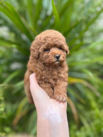 Poodle (Toy) for sale by GINGERBREED