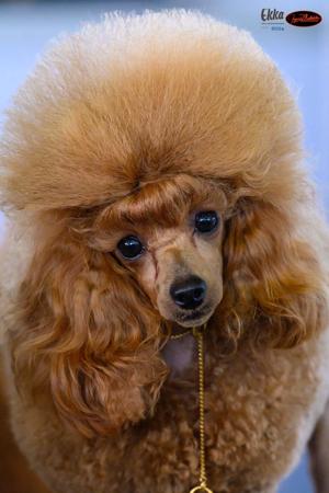 Poodle (Toy) for sale by GINGERBREED