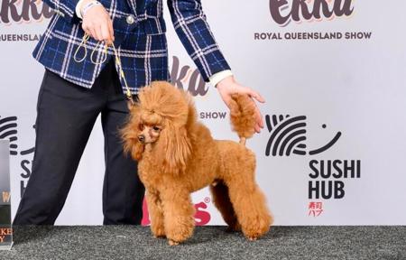 Poodle (Toy) for sale by GINGERBREED