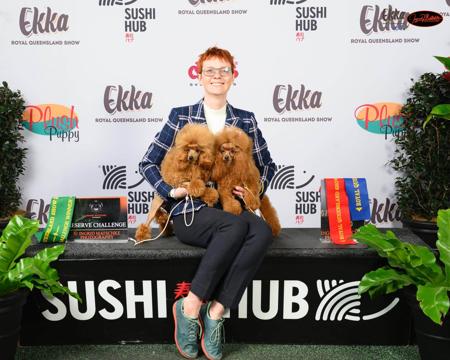 Poodle (Toy) for sale by GINGERBREED