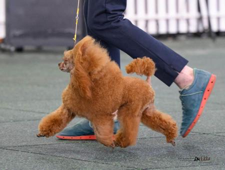 Poodle (Toy) for sale by GINGERBREED
