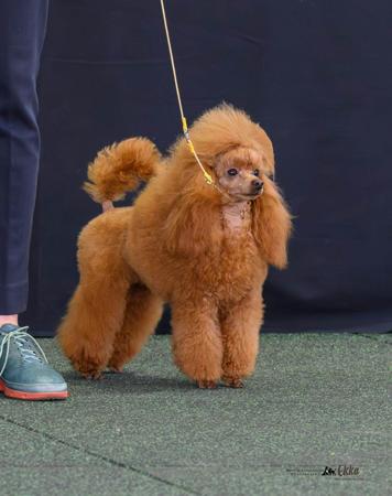 Poodle (Toy) for sale by GINGERBREED