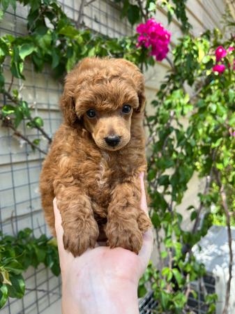 Poodle (Toy) puppy for sale by GINGERBREED