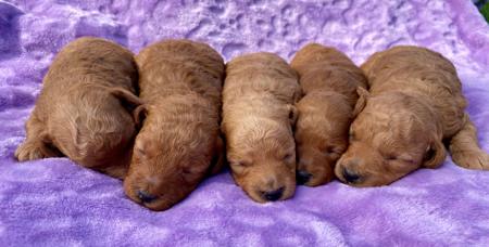 Poodle (Toy) puppy for sale by GINGERBREED
