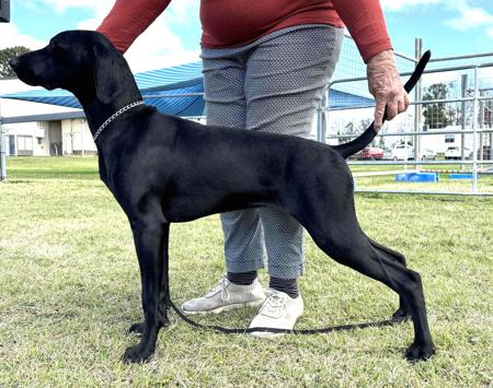 German Shorthaired Pointer for sale by GILLBRAE