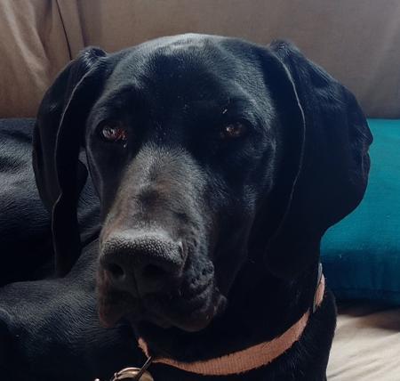 German Shorthaired Pointer for sale by GILLBRAE