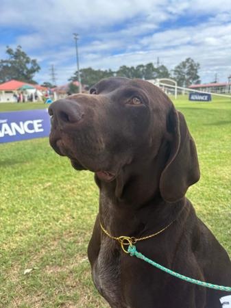 German Shorthaired Pointer for sale by GILLBRAE