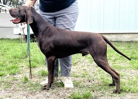 German Shorthaired Pointer for sale by GILLBRAE
