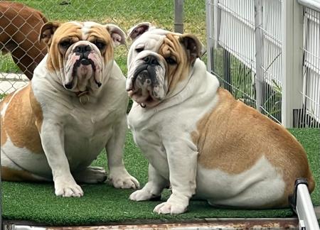 British Bulldog for sale by CATHGUCCI