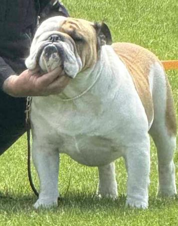 British Bulldog for sale by RITZYBRITS