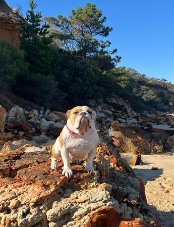 British Bulldog for sale by RITZYBRITS