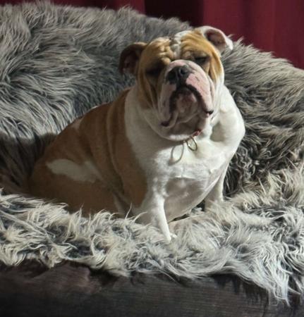 British Bulldog for sale by RITZYBRITS