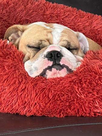 British Bulldog for sale by RITZYBRITS