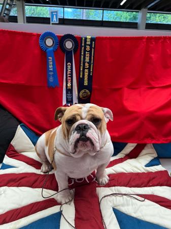 British Bulldog for sale by RITZYBRITS