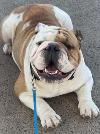 British Bulldog for sale by RITZYBRITS