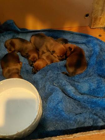 Australian Terrier puppy for sale by CUMALONGKENNELS