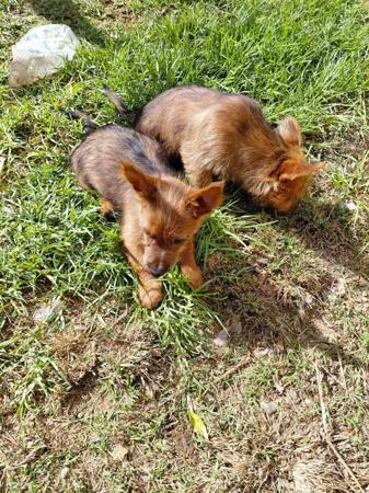 Australian Terrier puppy for sale by CUMALONGKENNELS