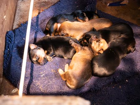 Australian Terrier puppy for sale by CUMALONGKENNELS