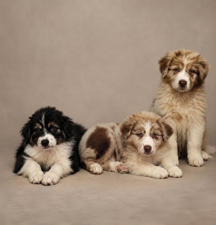 Australian Shepherd puppy for sale by LCAMPAIN
