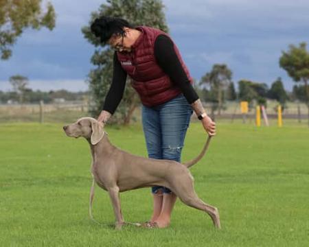 Aust CH. Lukedom Rainbows N Ribbons RN. Weimaraner