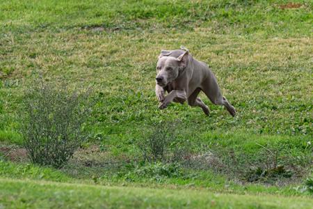 CH. Neut. CH. Lukedom Kiss My Ace Lukedom Kiss My Ace CCD.  RA. Weimaraner