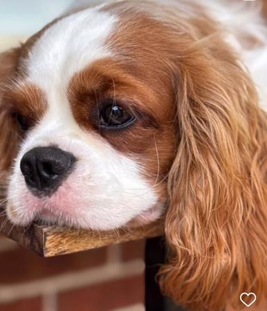 Cavalier King Charles Spaniel for sale by MAYBELDREAM