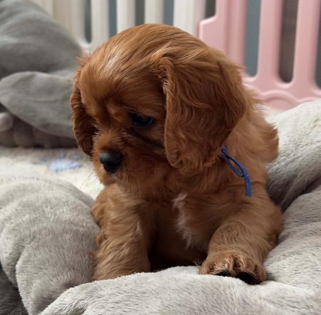Cavalier King Charles Spaniel for sale by MAYBELDREAM