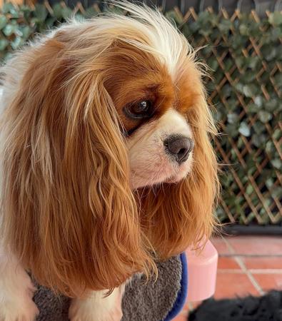 Cavalier King Charles Spaniel for sale by MAYBELDREAM