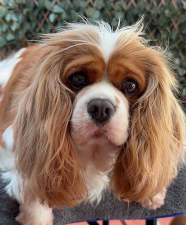 Cavalier King Charles Spaniel for sale by MAYBELDREAM