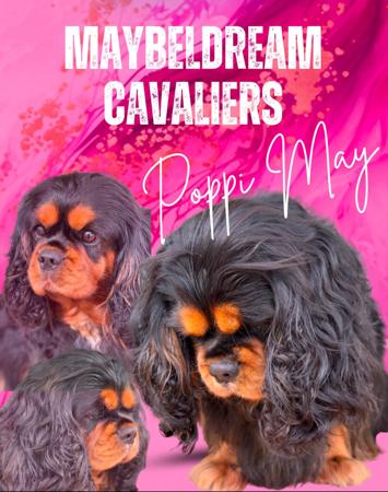 Cavalier King Charles Spaniel for sale by MAYBELDREAM