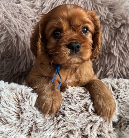 Cavalier King Charles Spaniel for sale by MAYBELDREAM