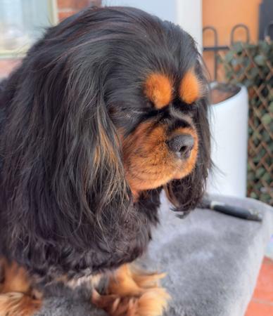 Cavalier King Charles Spaniel for sale by MAYBELDREAM