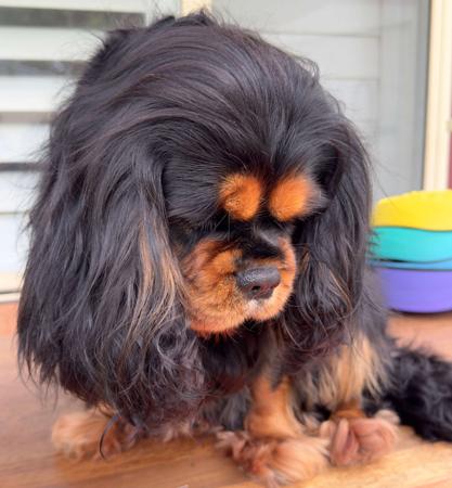 Cavalier King Charles Spaniel for sale by MAYBELDREAM