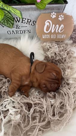 Cavalier King Charles Spaniel for sale by MAYBELDREAM